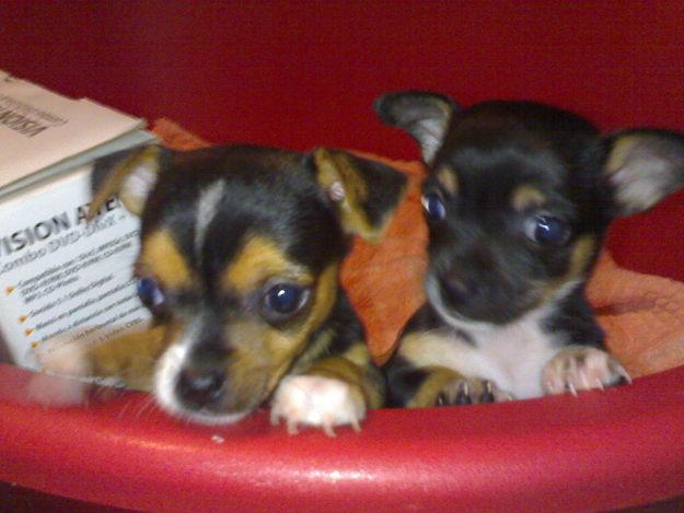 Se venden preciosos chihuahuas