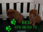 Tu Chow-chow, aprovechate del buen precio - mejor precio | unprecio.es