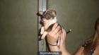ULTIMO CHIHUAHUA TOY - mejor precio | unprecio.es
