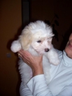 vendo cachorro coton de tulear - mejor precio | unprecio.es