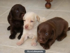 VENDO CACHORROS LABRADOR CHOCOLAT - mejor precio | unprecio.es