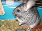 Vendo chinchilla hembra o macho 9 meses gris standar - mejor precio | unprecio.es