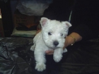 WESTY, LABRADOR, COCKER INGLES Y AMERICANO, YORKSHIRE TERRIER ENANO Y TOY - mejor precio | unprecio.es