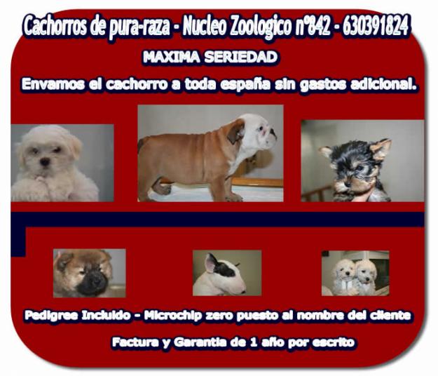 ***Cachorros de bichon Maltes y Frisee 550 euros (TODO INCLUIDO, PEDIGREE, MICROCHIP, ETC)