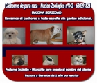 ***Cachorros de bichon Maltes y Frisee 550 euros (TODO INCLUIDO, PEDIGREE, MICROCHIP, ETC) - mejor precio | unprecio.es