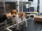 Argi, una cruce de fox terrier en adopción - mejor precio | unprecio.es