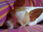 CHIHUAHUAS TOY ALTA SELECCION - mejor precio | unprecio.es