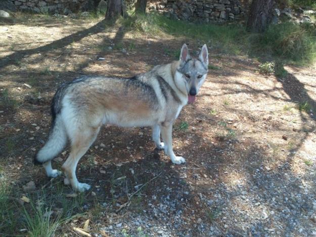 perro lobo checoslovaco