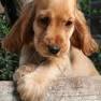 preciosa cachora de coker en venta urgentemente desparasitada vacunada microchip