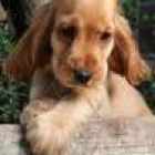 preciosa cachora de coker en venta urgentemente desparasitada vacunada microchip - mejor precio | unprecio.es