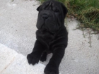 SE VENDEN CACHORROS DE SHARPEI - mejor precio | unprecio.es