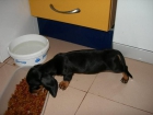 vendo cachorritos de teckel preciosos de pelo corto - mejor precio | unprecio.es