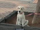 Vendo perrita labradora de cuatro meses - mejor precio | unprecio.es