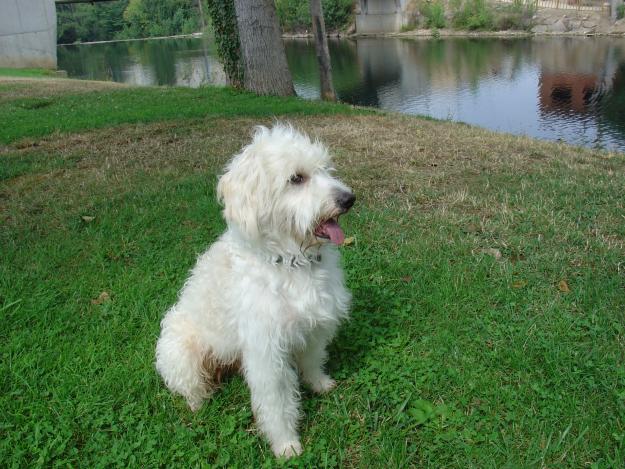 PERRO DE AGUAS ESPAÑOL PARA MONTAS