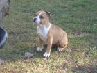 American staffordshire terrier - mejor precio | unprecio.es