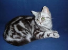 brithis gatita hembra acta para cria precio de regalo 7 117 56 312 - mejor precio | unprecio.es