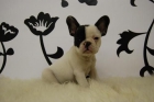 BuLL DoG FrAnCeS!! [machos y hembras disponibles en varios colores] - mejor precio | unprecio.es
