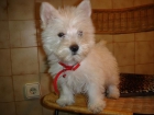 CACHORROS DE WEST HIGHLAND WHITE TERRIER 480 - mejor precio | unprecio.es