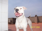 cahorros pitbull - mejor precio | unprecio.es