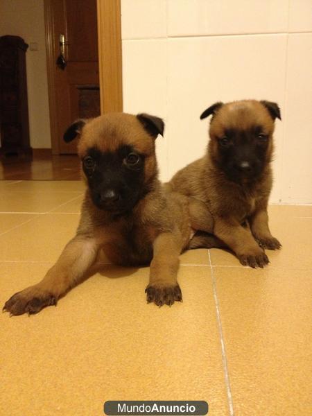 Camada Pastor Belga Malinois