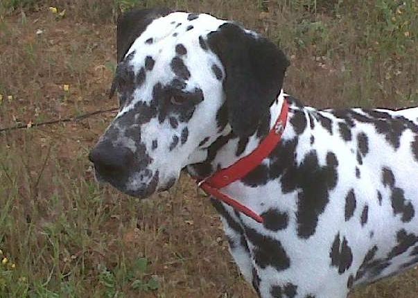 Dalmata busca novia