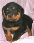Improsantes rottweiler - mejor precio | unprecio.es