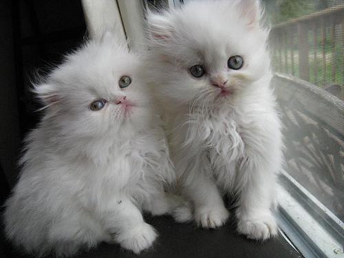 Mira a estos gatitos persas macho y hembra