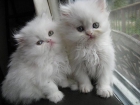Mira a estos gatitos persas macho y hembra - mejor precio | unprecio.es