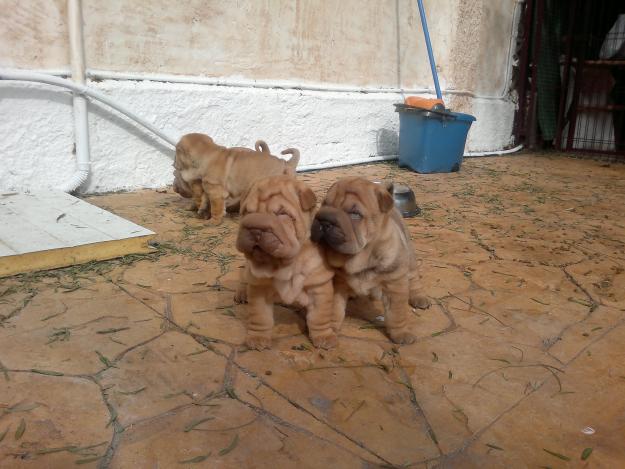 Se venden cachorros de Shar Pei