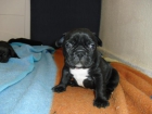 vendo camada de bulldog frances - mejor precio | unprecio.es