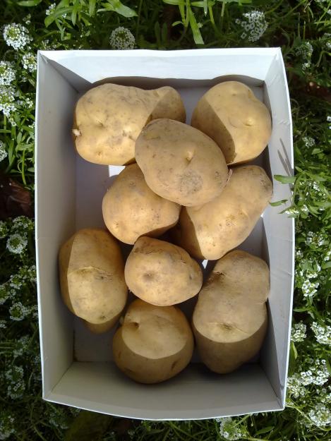 Vendo patatas
