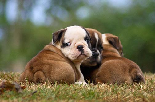 Dulce Cachorros Bulldog Inglés