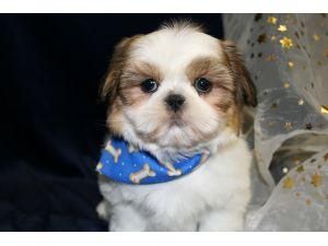 Adorable Shih Tzu libre para la Navidad.