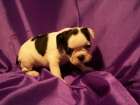 BULL DOG FRANCES calidad a su justo precio - mejor precio | unprecio.es