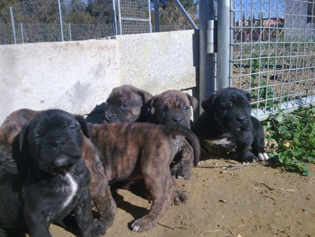Cachorros de Alano español