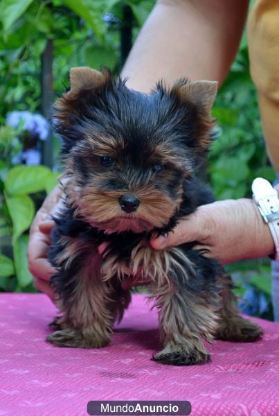 CAMADA YORKSHIRE TERRIER