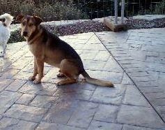 CRUCE DE LABRADOR 8-9 MESES