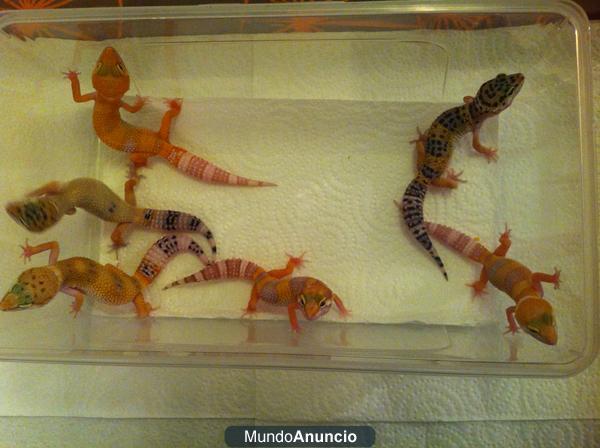 Gecko leopardo