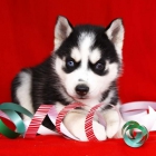 Husky siberiano camada de cachorros de color negro con blanco y ojos azules !!! - mejor precio | unprecio.es
