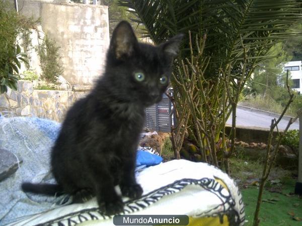 Jerry gatito de un mes abandonadito junto con sus hermanos