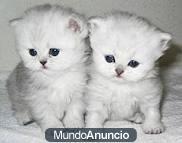 Preciosa camada de gatitos persas!