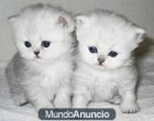 Preciosa camada de gatitos persas! - mejor precio | unprecio.es
