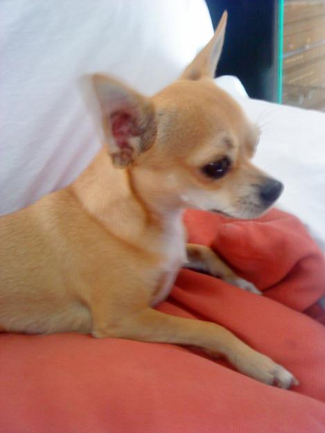 Quiero aparear a mi perro Chihuahua....Llamado Lucky