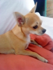 Quiero aparear a mi perro Chihuahua....Llamado Lucky - mejor precio | unprecio.es