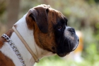 Se Ofrece MACHO BOXER para montas Excelente Pedigree - mejor precio | unprecio.es