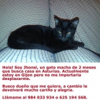 Se regala gato macho de 2 meses de color negro. - mejor precio | unprecio.es