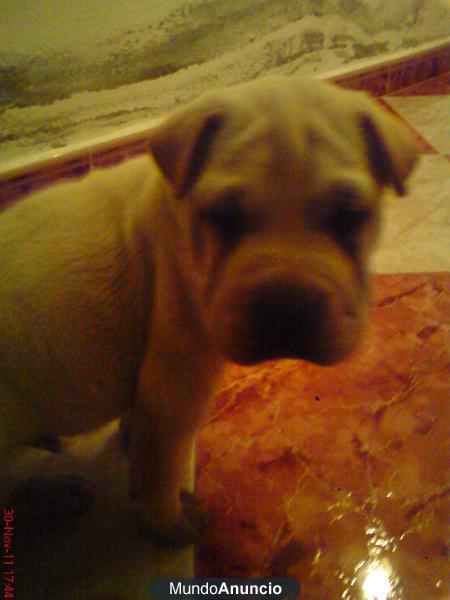 Vendo cachorro cruce labrador y shar pei