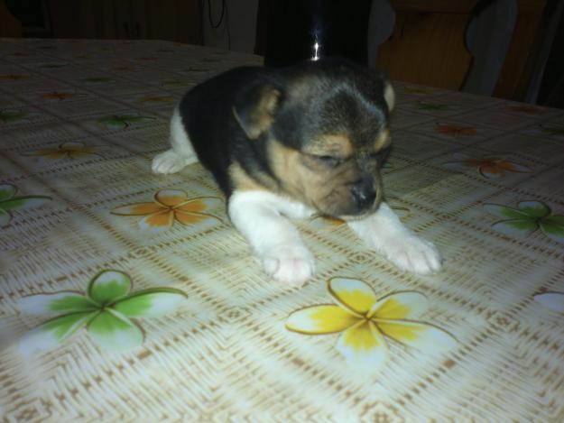 Vendo cachorros de Ratonero Valenciano