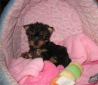 Yorkshire Terrier pequeñitos en Murcia - mejor precio | unprecio.es