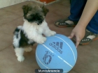 Cachorritos de Shih-Tzu - mejor precio | unprecio.es